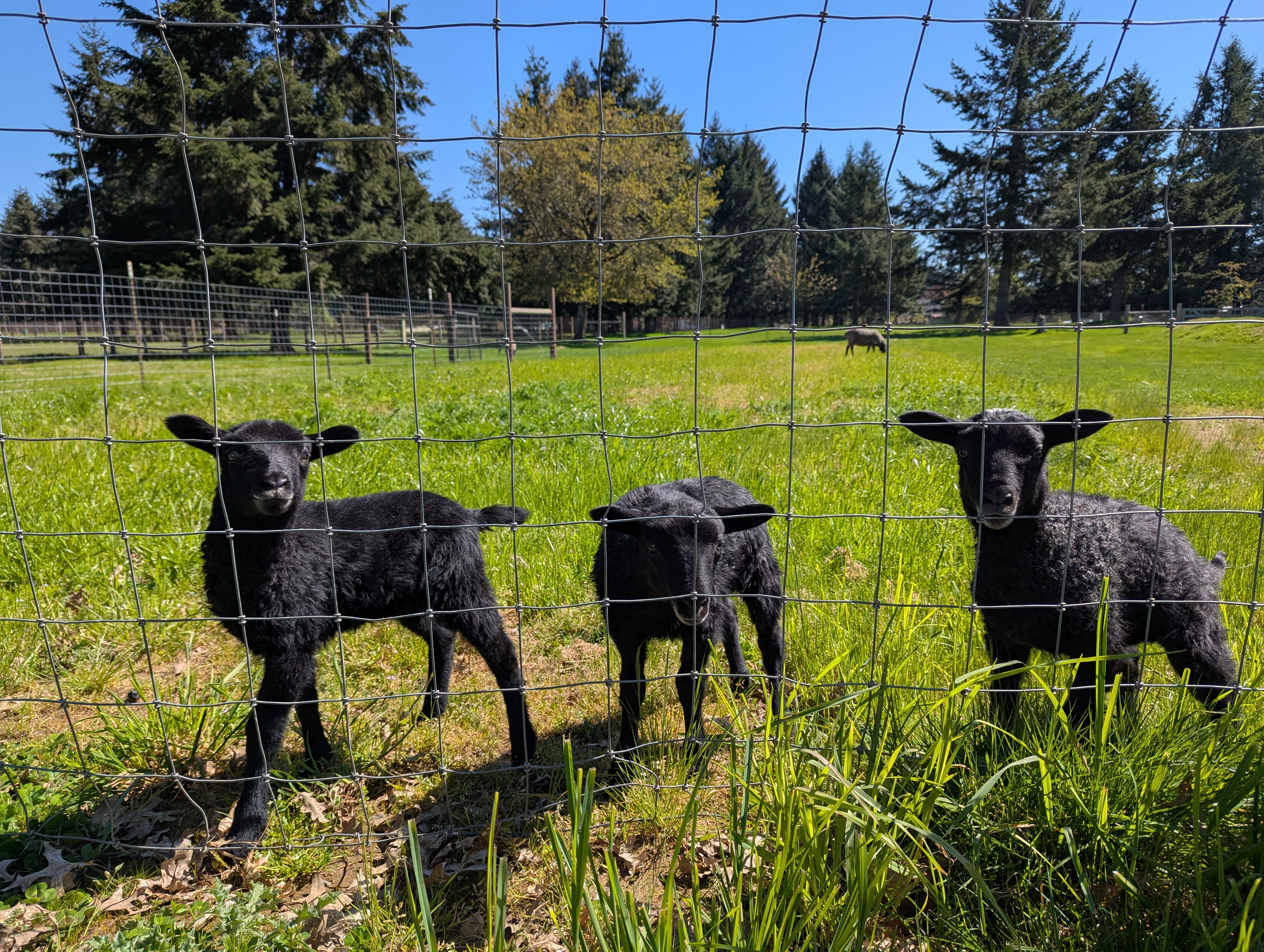 Three blank lambs, Gotland sheep